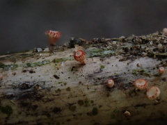 Erioscyphella lushanensis