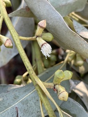 Eucalyptus botryoides
