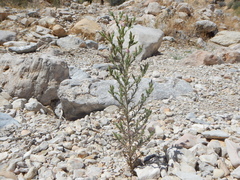 Cordylanthus parviflorus