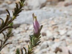 Cordylanthus parviflorus