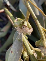 Eucalyptus botryoides