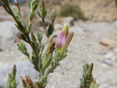 Cordylanthus parviflorus