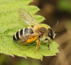 Andrena gravida
