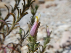 Cordylanthus parviflorus