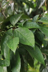 Neolitsea dealbata