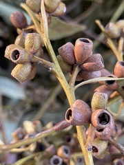 Eucalyptus botryoides