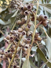 Eucalyptus botryoides