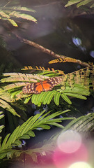 Heliconius hecale
