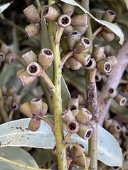 Eucalyptus botryoides