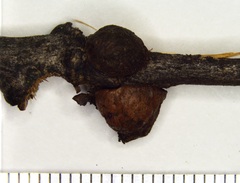Disholcaspis bassetti