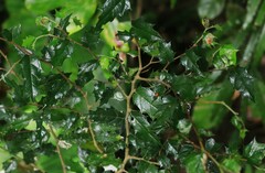 Aphananthe philippinensis