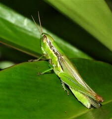 Bermius brachycerus