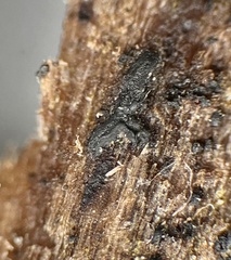 Psiloglonium stygium