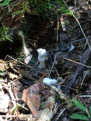 Hypomyces chlorinigenus