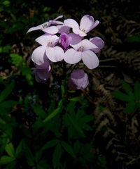 Cardamine bulbifera