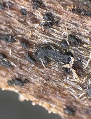 Psiloglonium stygium