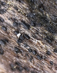 Psiloglonium stygium