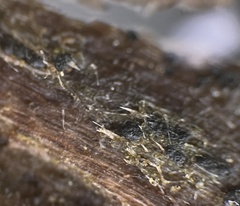 Psiloglonium stygium