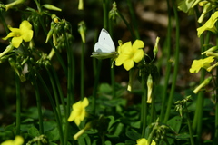 Pieris rapae