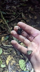 Paraphrynus laevifrons