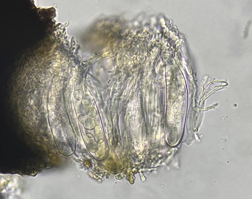 Psiloglonium clavisporum, 2023-01-23