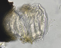 Psiloglonium stygium