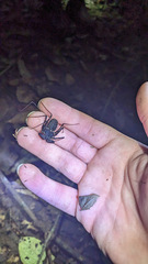 Paraphrynus laevifrons