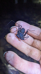 Paraphrynus laevifrons