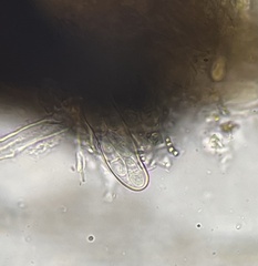 Psiloglonium stygium