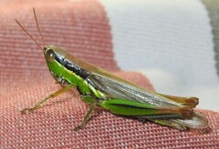 Bermius brachycerus