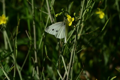 Pieris rapae