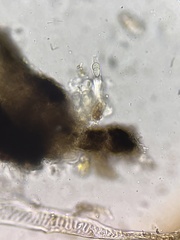 Psiloglonium stygium
