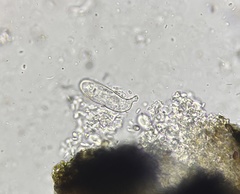 Psiloglonium stygium