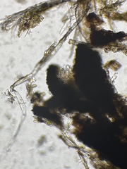 Psiloglonium stygium