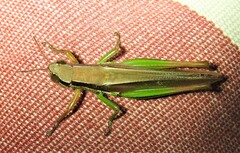 Bermius brachycerus