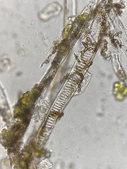Psiloglonium stygium
