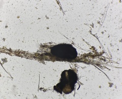 Psiloglonium stygium