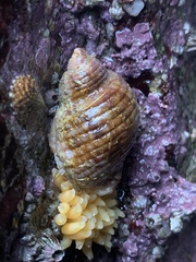 Nucella ostrina