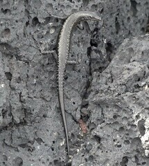 Cryptoblepharus ater