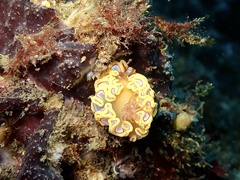 Ardeadoris rubroannulata