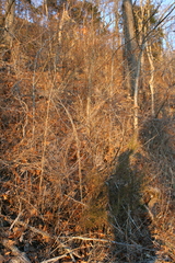 Verbesina virginica