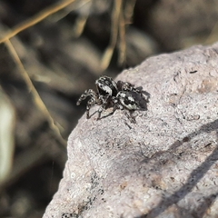 Habronattus