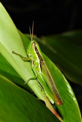 Bermius brachycerus