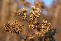 Verbesina virginica