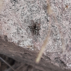 Habronattus
