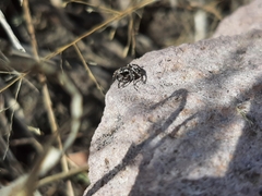 Habronattus