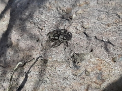 Habronattus