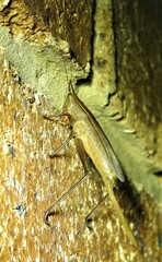 Pseudorhynchus mimeticus