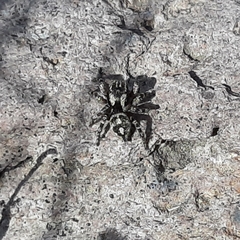 Habronattus