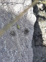 Habronattus